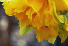 Fiore di primavera